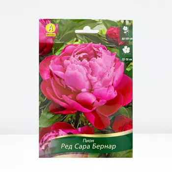 Пион Ред Сара Бернар, 1 шт, Весна 2024