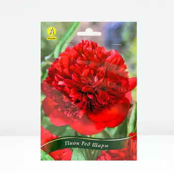 Пион Ред Шарм, 1 шт, Весна 2024