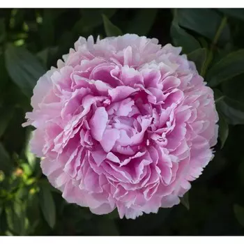 Пион Сара Бернар, 1 шт, Весна 2024