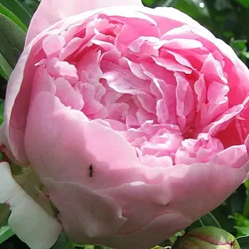 Пион "Sarah Bernhardt", р-р 2-3, 1 шт, Весна 2024