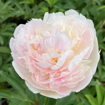 Пион Шифон Парфе, 1 шт, Весна 2024