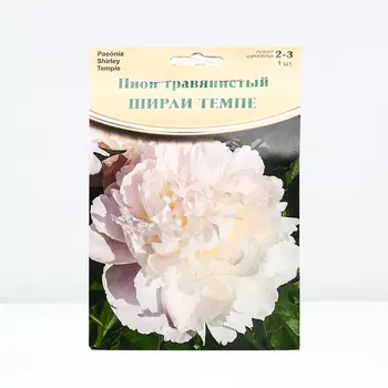 Пион "Shirley Temple", р-р 2-3, 1 шт, Весна 2024