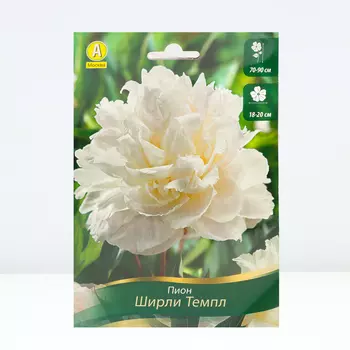 Пион Ширли Темпл, 1 шт, Весна 2024