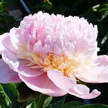 Пион Свит Сикстин, 1 шт, Весна 2024