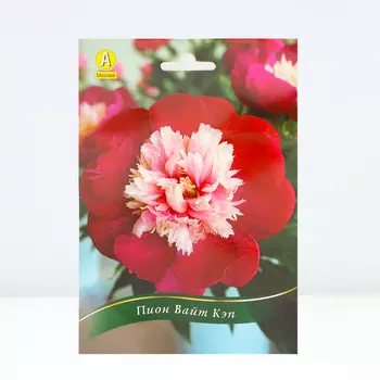 Пион Вайт Кэп, 1 шт, Весна 2024