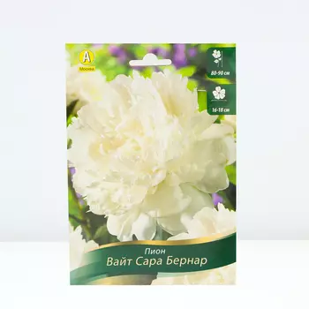 Пион Вайт Сара Бернар, 1 шт, Весна 2024