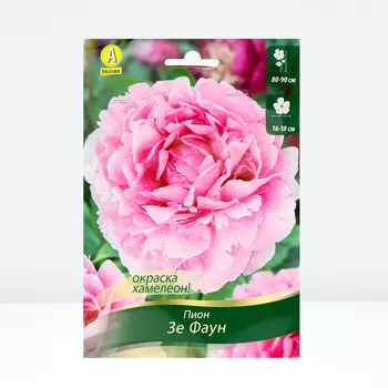 Пион Зе Фаун, 1 шт, Весна 2024