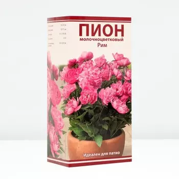 Пионы для "ПАТИО" "Рим ", 1 шт, р-р 2-3, Весна 2024
