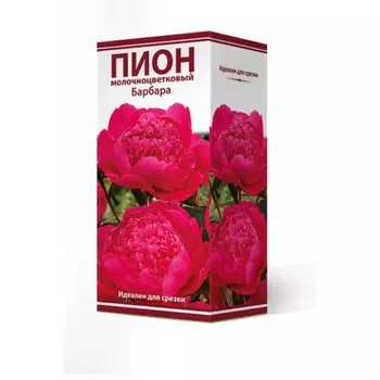 Пионы молочноцветковые Барбара, 2-3 р-р, 1 шт. 70-80 h(см), Осень 2024