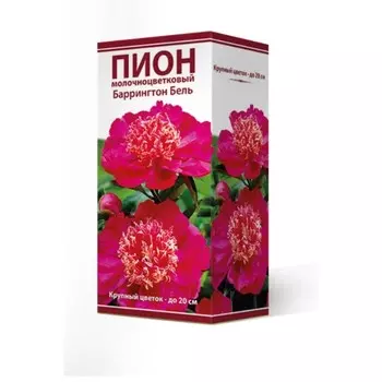 Пионы молочноцветковые Баррингтон Бель, 2-3 р-р, 1 шт. 75-80 h(см), Осень 2024