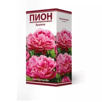 Пионы молочноцветковые Бушела, 2-3 р-р, 1 шт. 90 h(см), Осень 2024