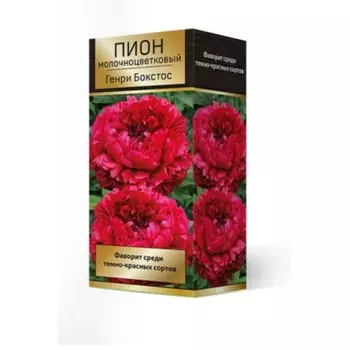Пионы молочноцветковые и гибриды "Генри Бокстос", 1 шт, р-р 2-3, Весна 2024