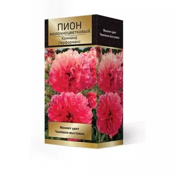 Пионы молочноцветковые и гибриды "Комманд Перформанс", 1 шт, р-р 2-3., Весна 2024