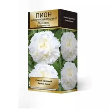Пионы молочноцветковые и гибриды "Мун овер Баррингтон", 1 шт, р-р 2-3., Весна 2024