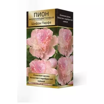 Пионы молочноцветковые и гибриды "Шифон Парфе", 1 шт, р-р 2-3, Весна 2024