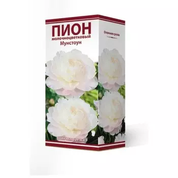 Пионы молочноцветковые Мунстоун, 2-3 р-р, 1 шт. 70 h(см), Осень 2024
