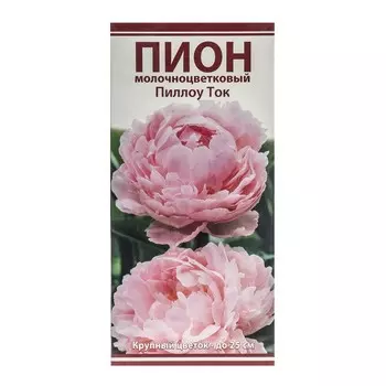 Пионы молочноцветковые Пиллоу Ток, 2-3 р-р, 1 шт. 70-80 h(см), Осень 2024