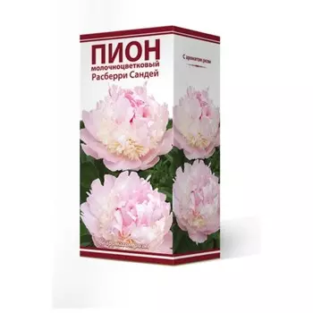 Пионы молочноцветковые Расберри Сандей, 2-3 р-р, 1 шт. 70 h(см), Осень 2024