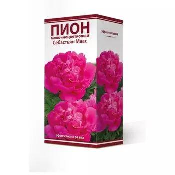 Пионы молочноцветковые Себастьян Маас, 2-3 р-р, 1 шт. 90-100 h(см), Осень 2024