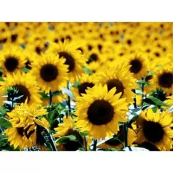 Плед Sunflowers, размер 150х200 см, цвет желтый