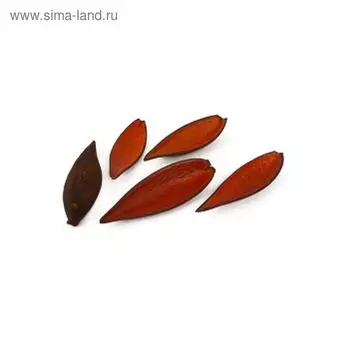 Плоды, каноина оранжевый, набор 5шт