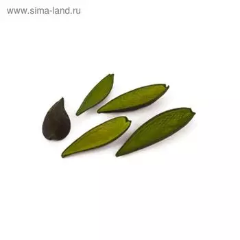 Плоды, каноина зелёные, набор 5шт