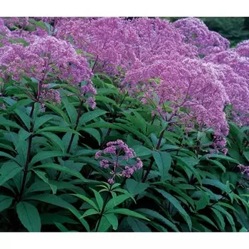 Посконник "Gateway", р-р I, 1 шт, Весна 2024