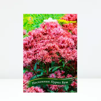 Посконник Пурпл Буш, 1 шт, Весна 2024