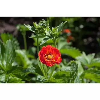 Потентилла "William Rollisson", р-р I, 1 шт, Весна 2024