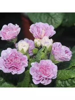 Примула Камайе, р-р I, 1 шт, Весна 2025