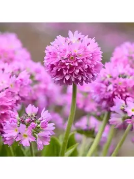 Примула мелкозубчатая Пинк, р-р I, 1 шт, Весна 2025