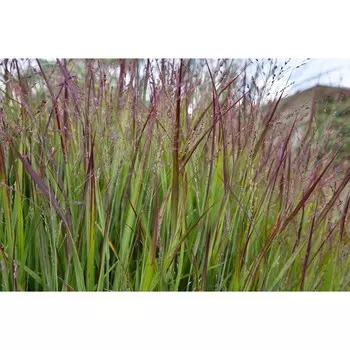 Просо "Shenandoah", р-р 02/03, 1 шт, Весна 2024