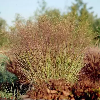 Просо "Squaw", р-р 02/03, 1 шт, Весна 2024