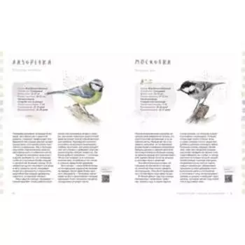 Птицы в городе. Где найти и как узнать. Васильева А.