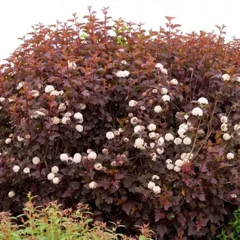 Пузыреплодник Андре (P9), 1 шт, Весна 2024