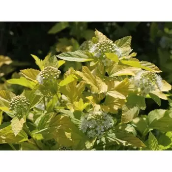 Пузыреплодник Ауреа, С3 (горшок 3 л), 20-50 см высота, 1 шт