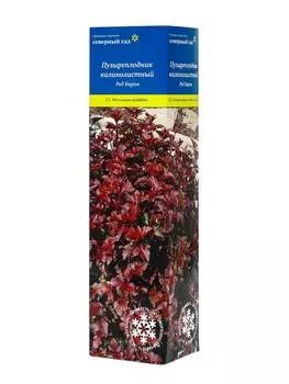 Пузыреплодник калинолистный "Ред Барон", туба, 1 шт, Весна 2025