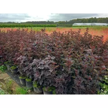 Пузыреплодник Ред Барон (P9), 1 шт, Весна 2024