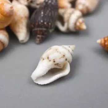 Ракушки декоративные Nassa, 100 г ± 5 г 0.6-1.2 см