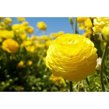 Ранункулюс "Поиск", "Лютик Йеллоу", р-р 7/8, 3 шт., Эконом