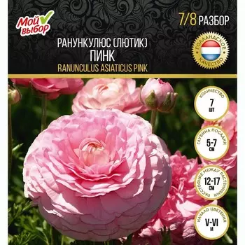 Ранункулюс (Лютик) Пинк, р-р 7/8, 7 шт, Осень 2024
