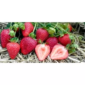 Рассада Земляники ФРИГО Альбион (Albion) A (9-15 мм), P9 Горшок