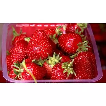 Рассада Земляники круноплодной (клубники) ФРИГО Александра (Aleksandra) A (9-15 мм), P9 Горшок 103