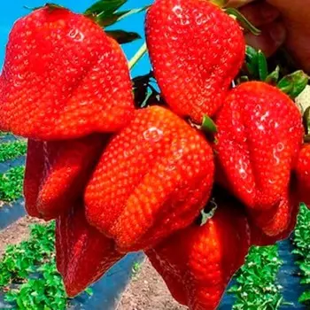 Рассада Земляники ФРИГО Анаис (Anais) A (9-15 мм), P9 Горшок