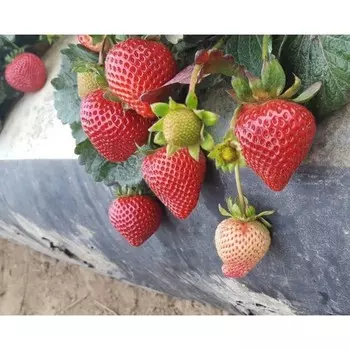 Рассада Земляники круноплодной (клубники) ФРИГО Бравура (Bravura) A (9-15 мм), P9 Горшок