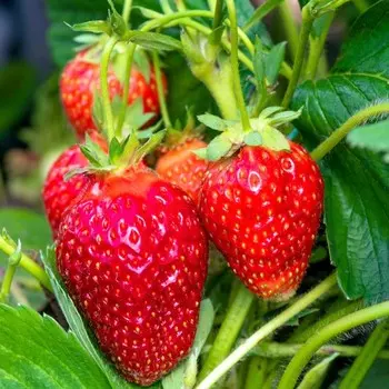 Рассада Земляники круноплодной (клубники) ФРИГО Фэйт (Faith) A (9-15 мм), P9 Горшок