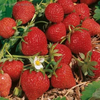 Рассада Земляники круноплодной (клубники) ФРИГО Магнус A (9-15 мм) , P9 Горшок