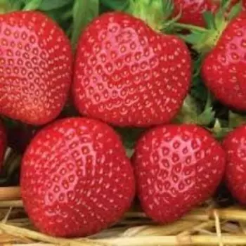 Рассада Земляники ФРИГО Мальвина А+ (15-20 мм), P9 Горшок