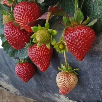 Рассада Земляники ФРИГО Монтерей A+ (15-20 мм), P9 Горшок