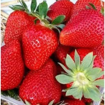 Рассада Земляники круноплодной (клубники) ФРИГО Румба (Rumba) А (9-15 мм) , P9 Горшок